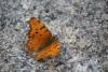 216457 – Photo : Limenitis78 – France (06)